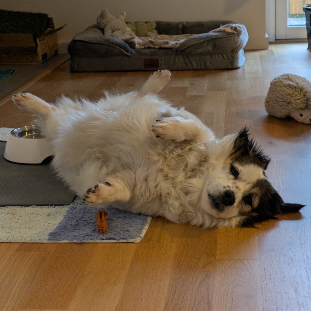 Porträtt av dog Margot 