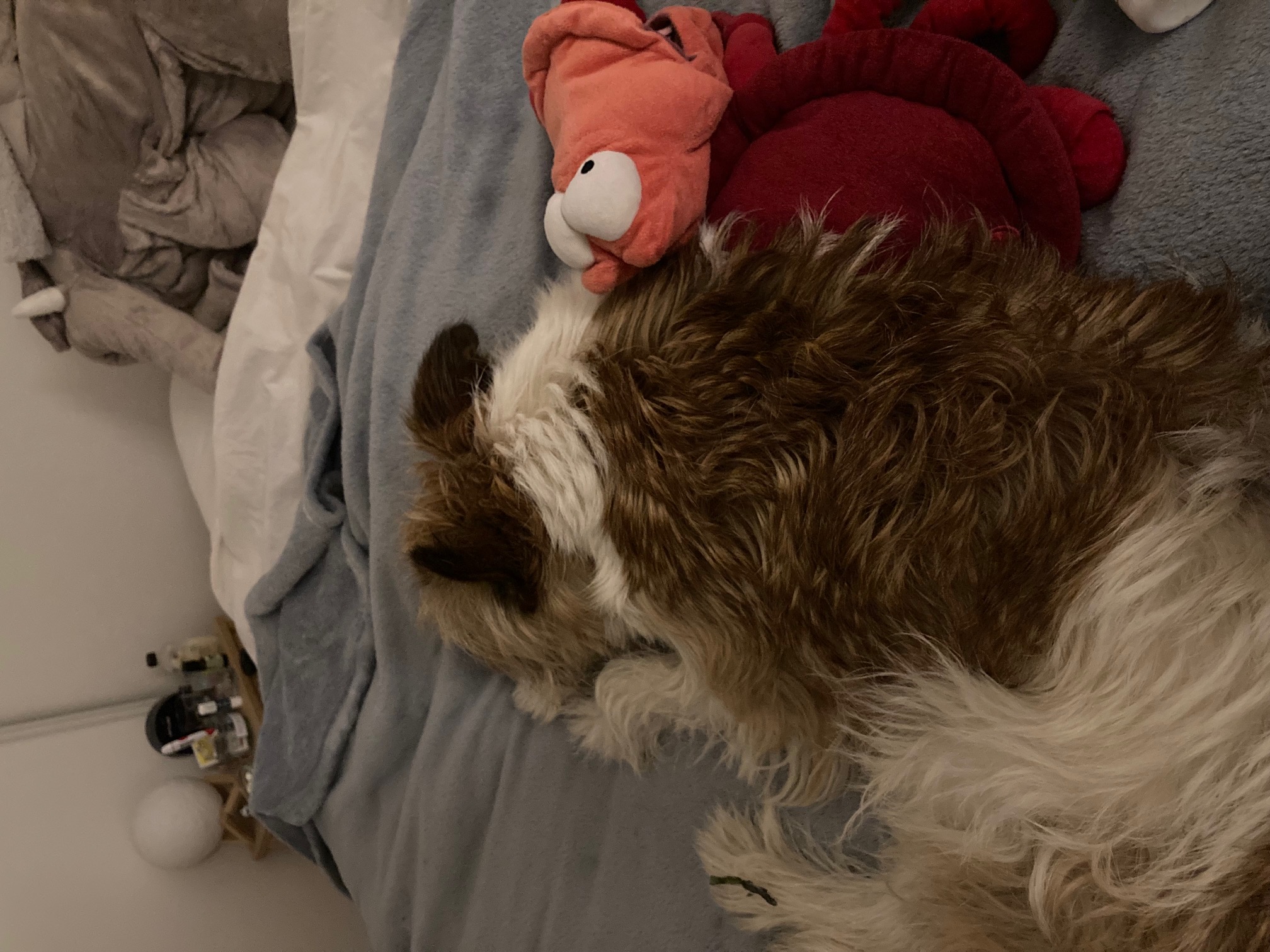 image-7