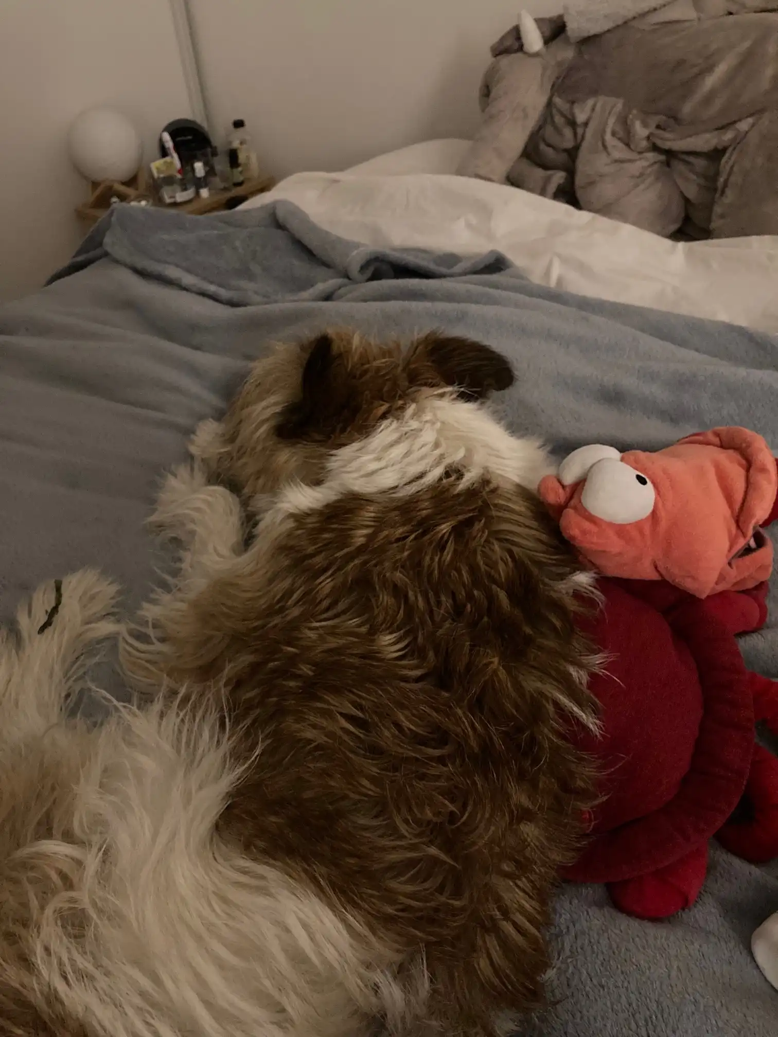image-7