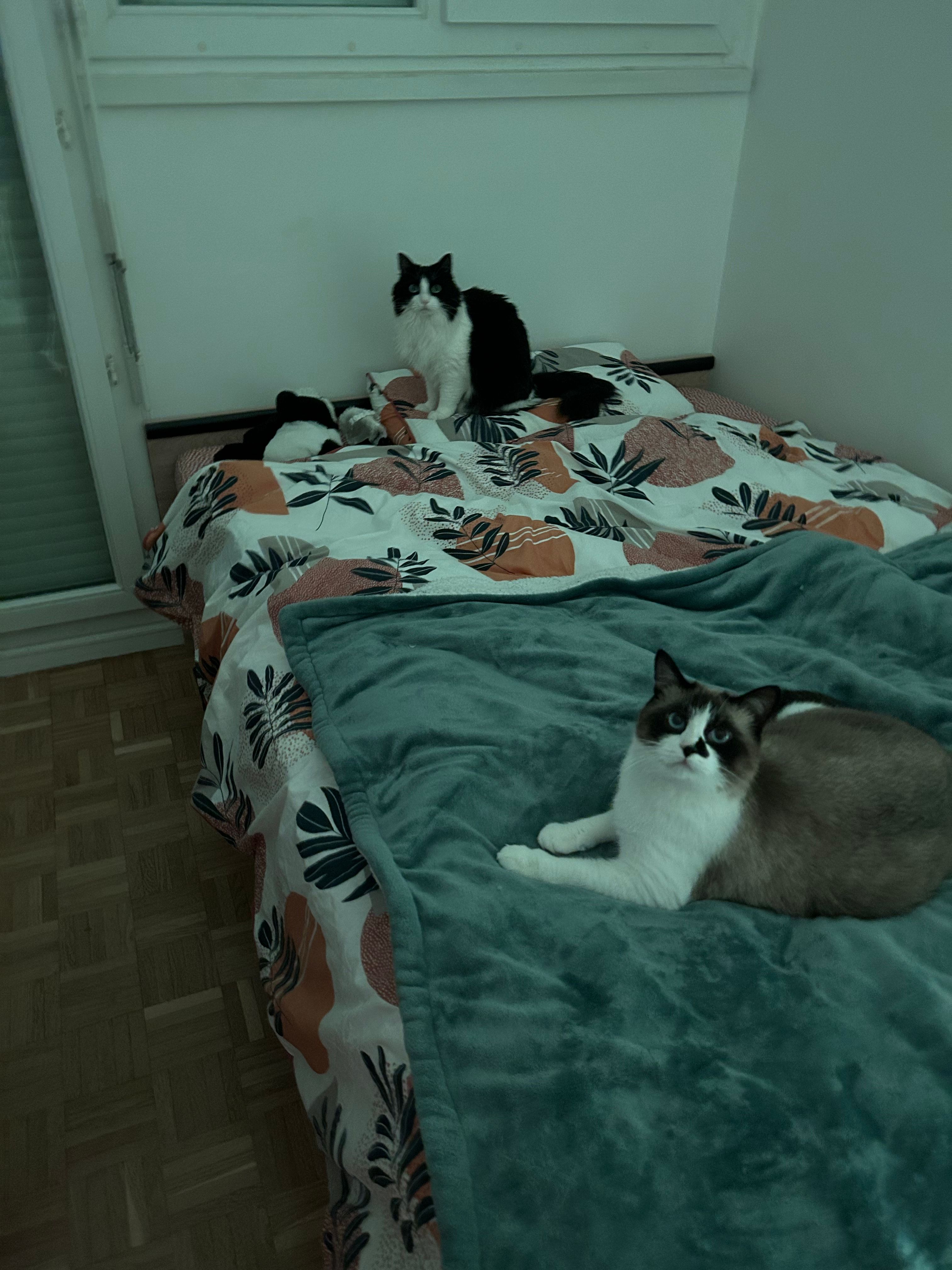 image-11