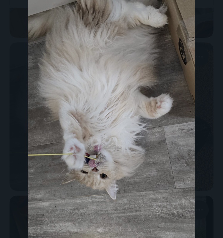 image-11
