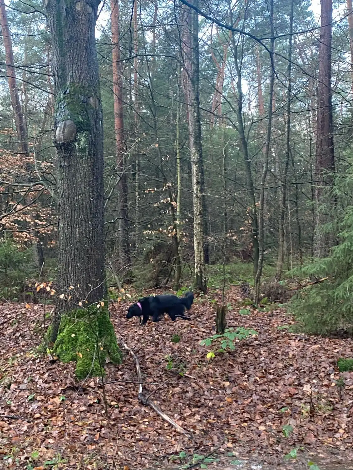 image-6