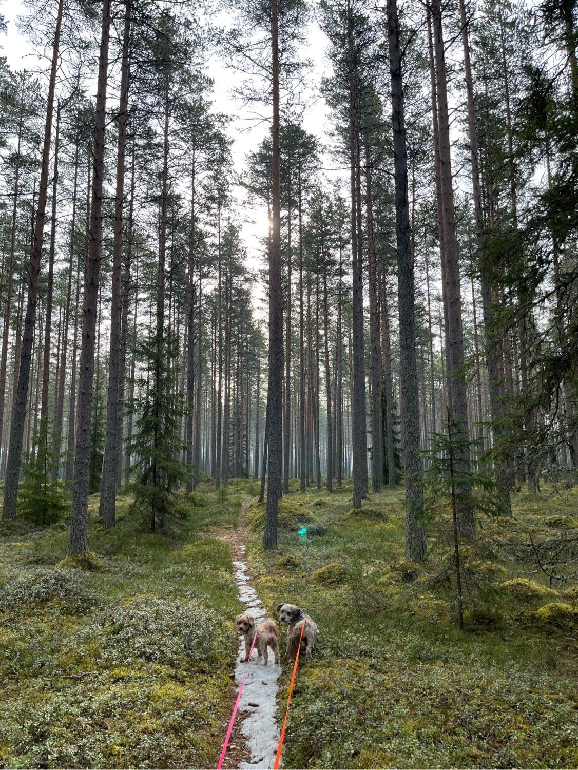 image-2