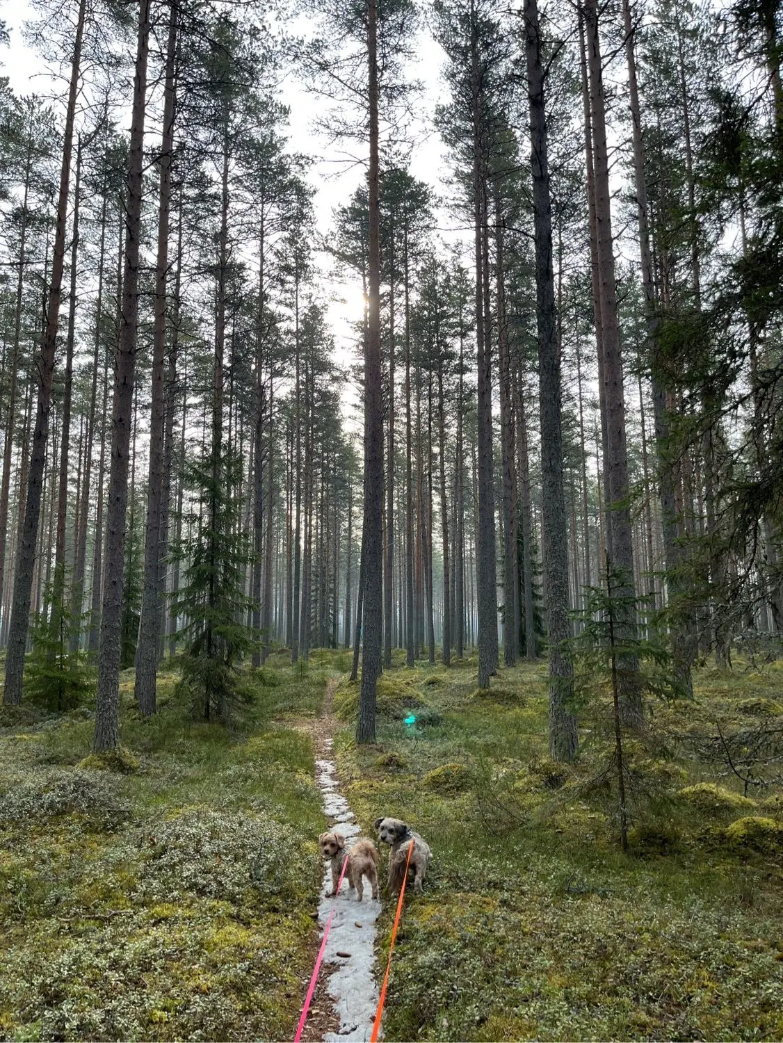 image-2