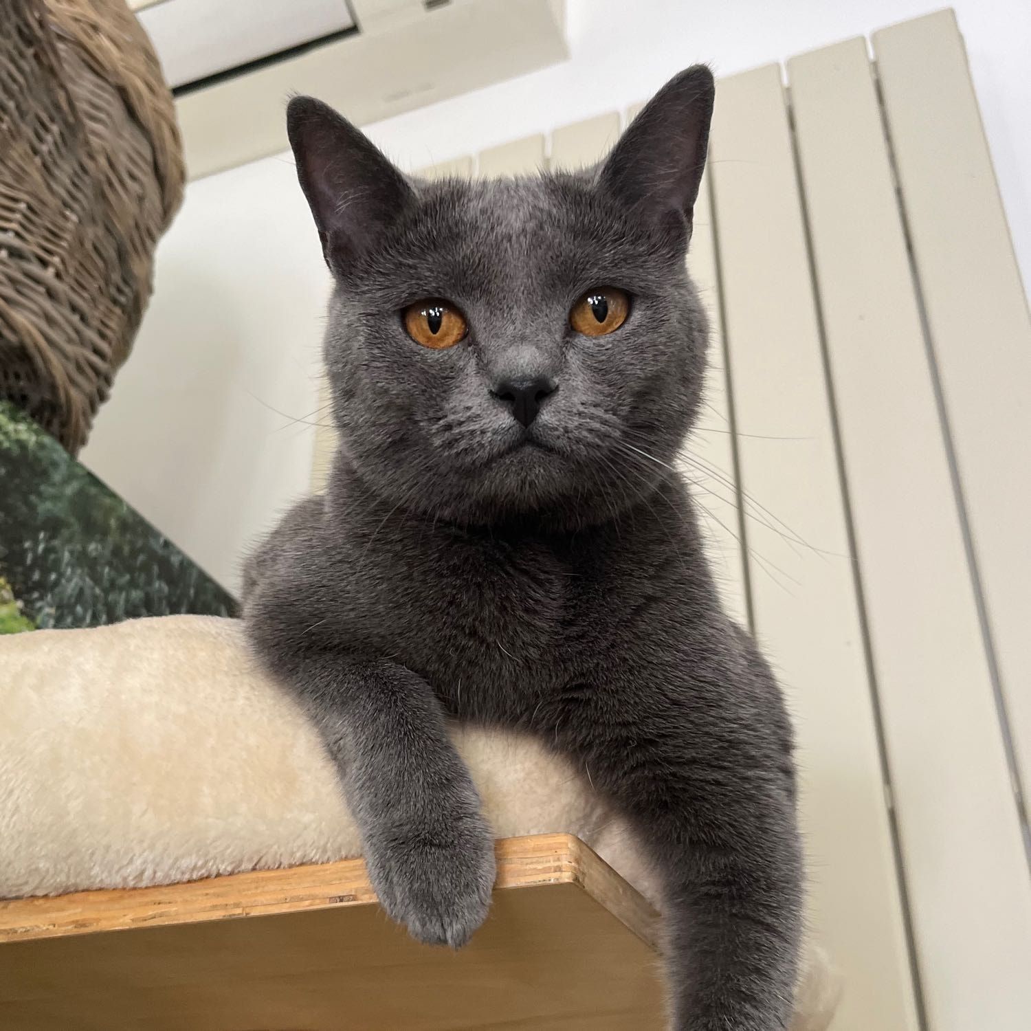 Portrait de Thena, la cat