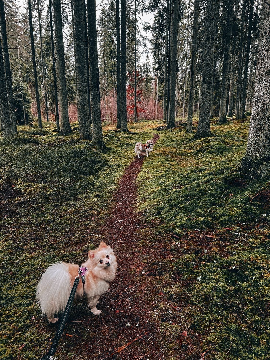 image-8