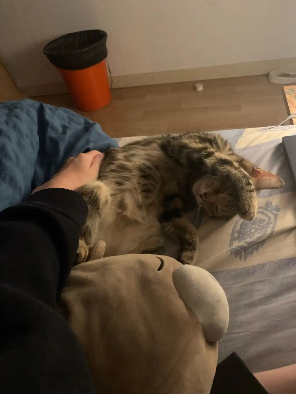 image-6