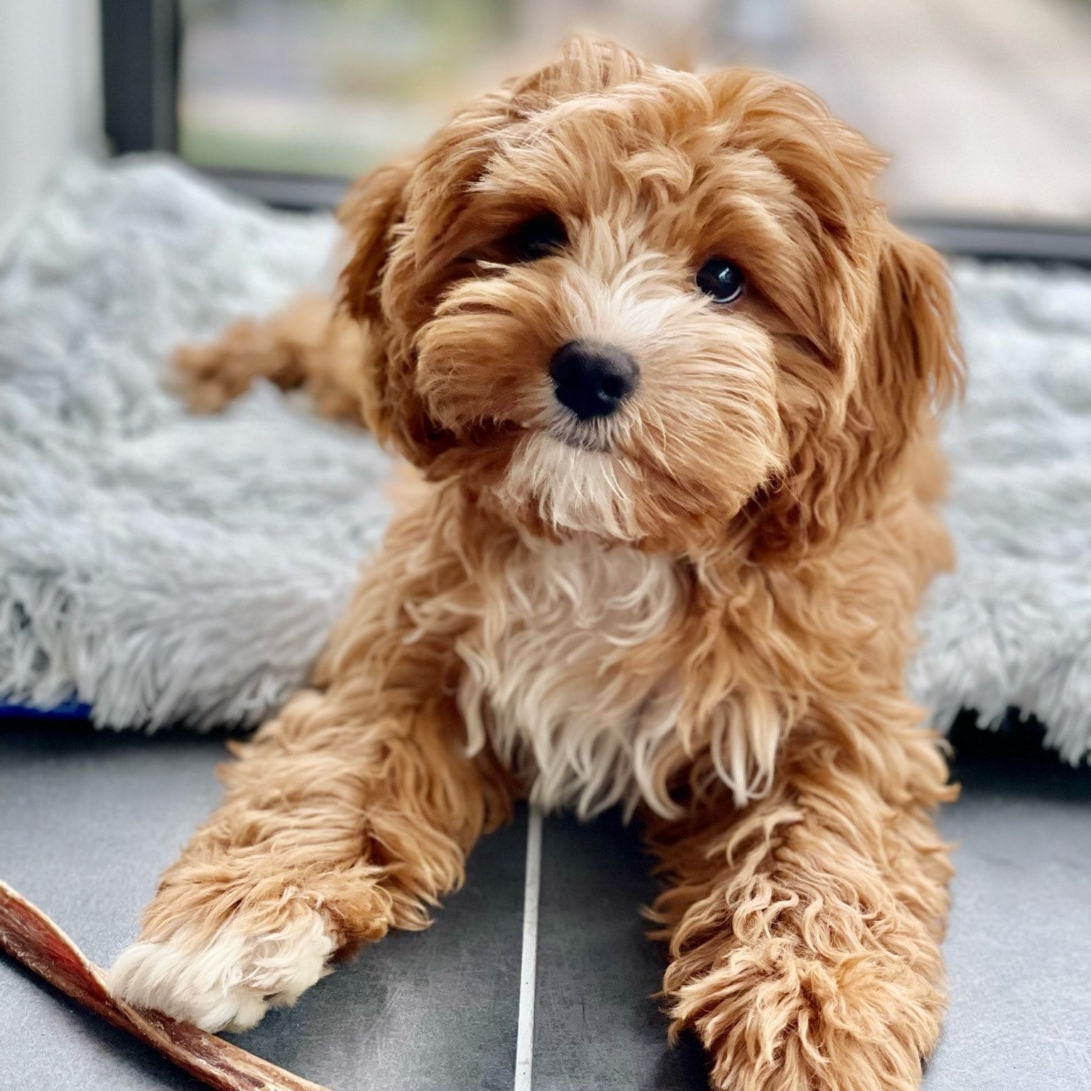 Portät von Winston, dog