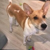 Portretfoto van Peanut, de dog