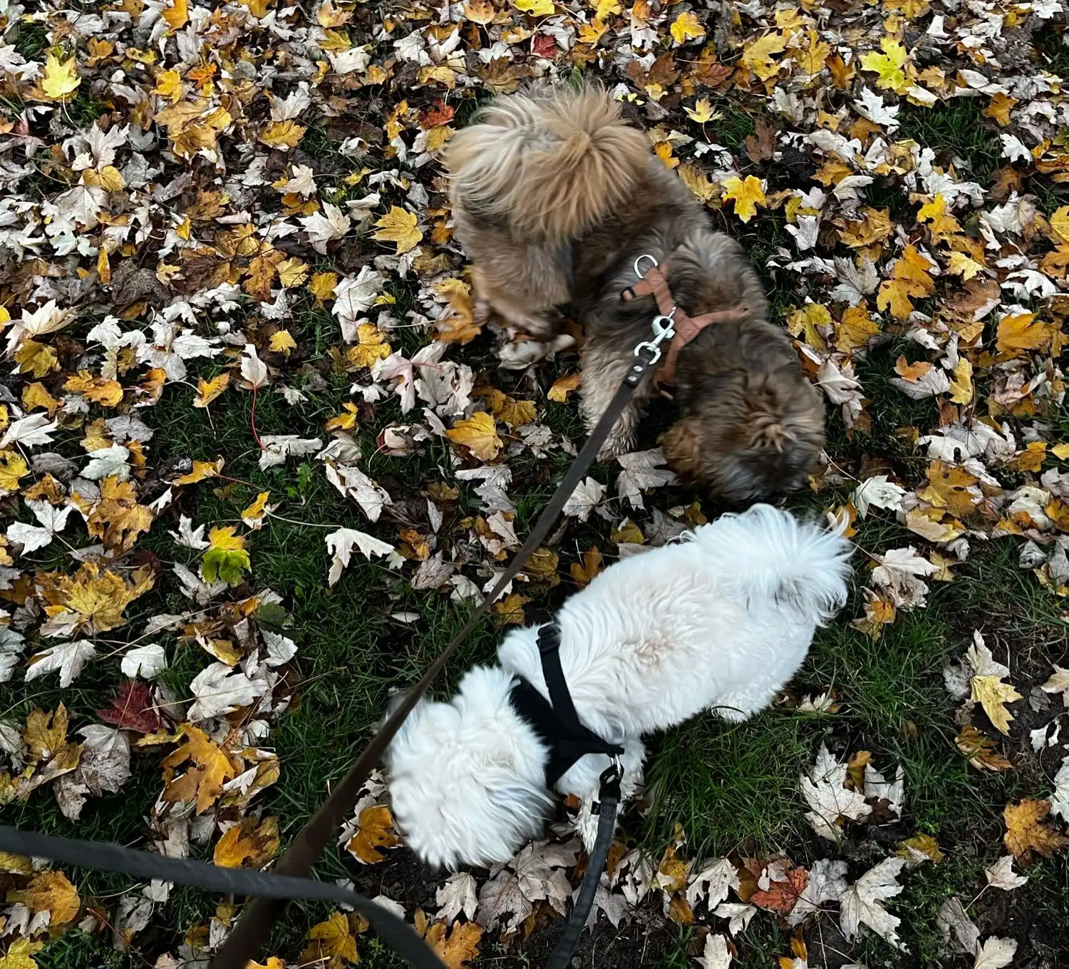 image-15
