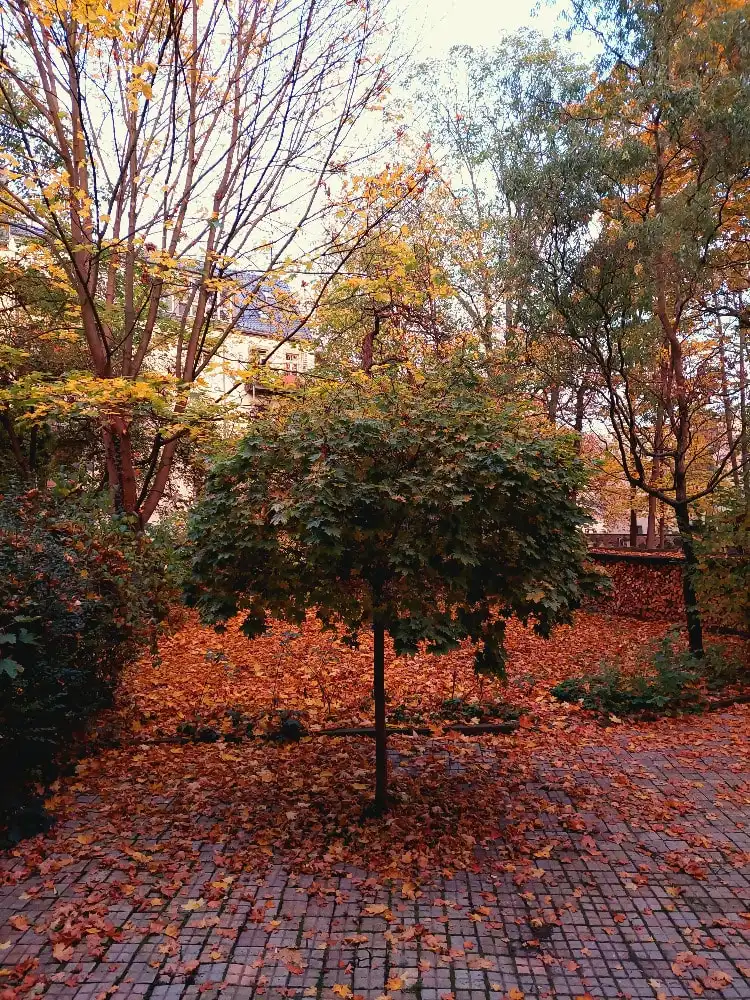 image-12