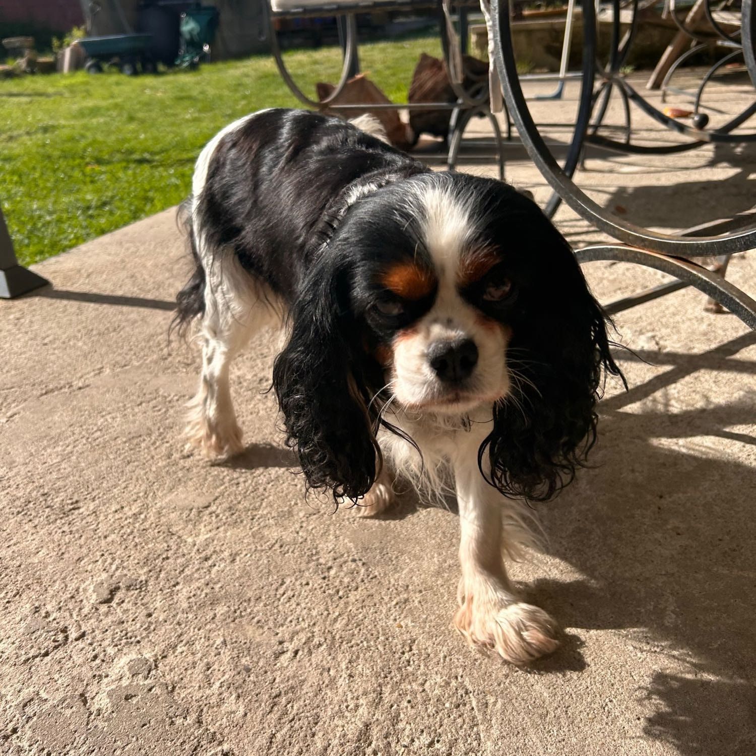 Portrait de louailles, la dog