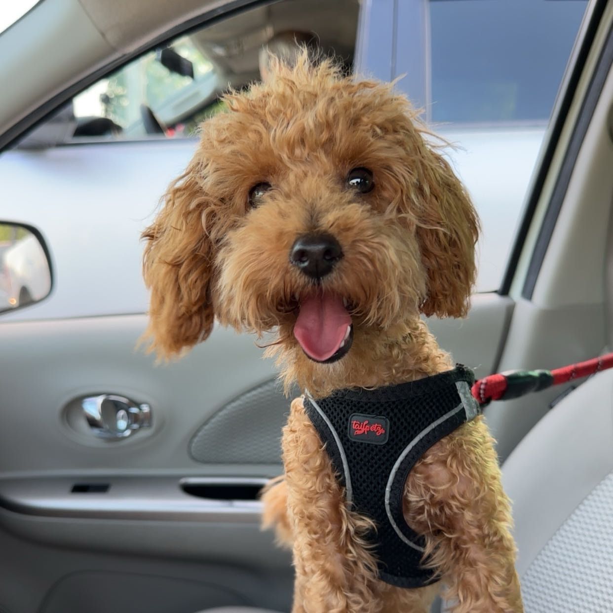 Portretfoto van Enzo, de dog