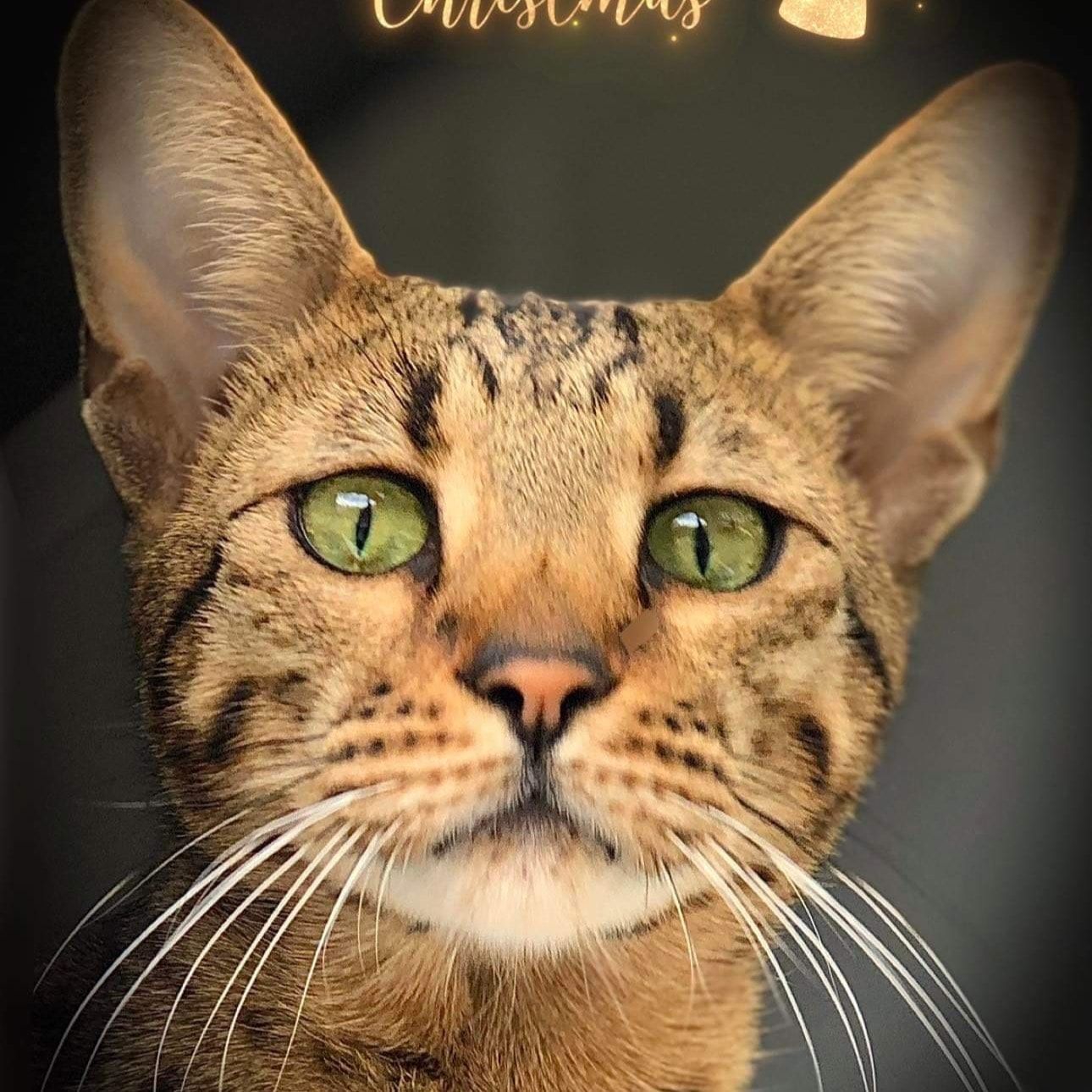 Portrait of Kya , the cat