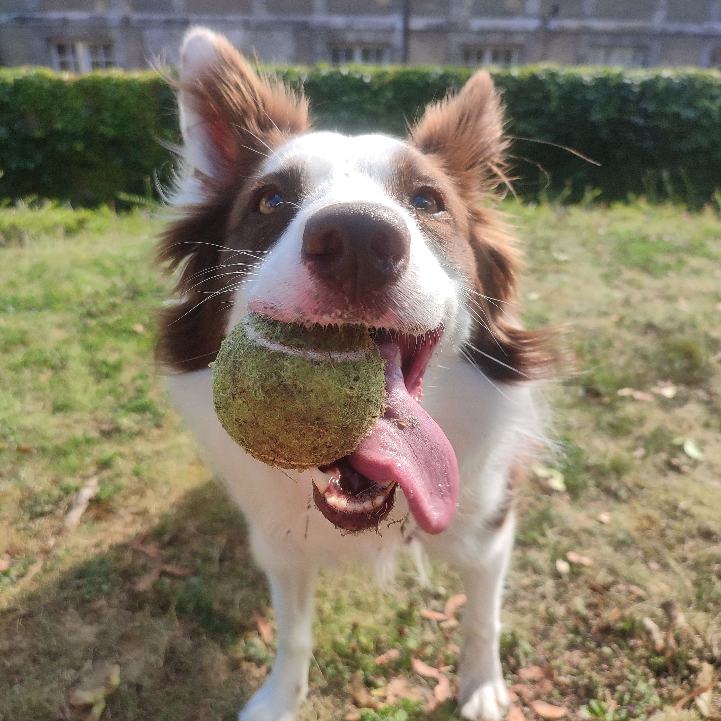 Portrait de Athena, la dog