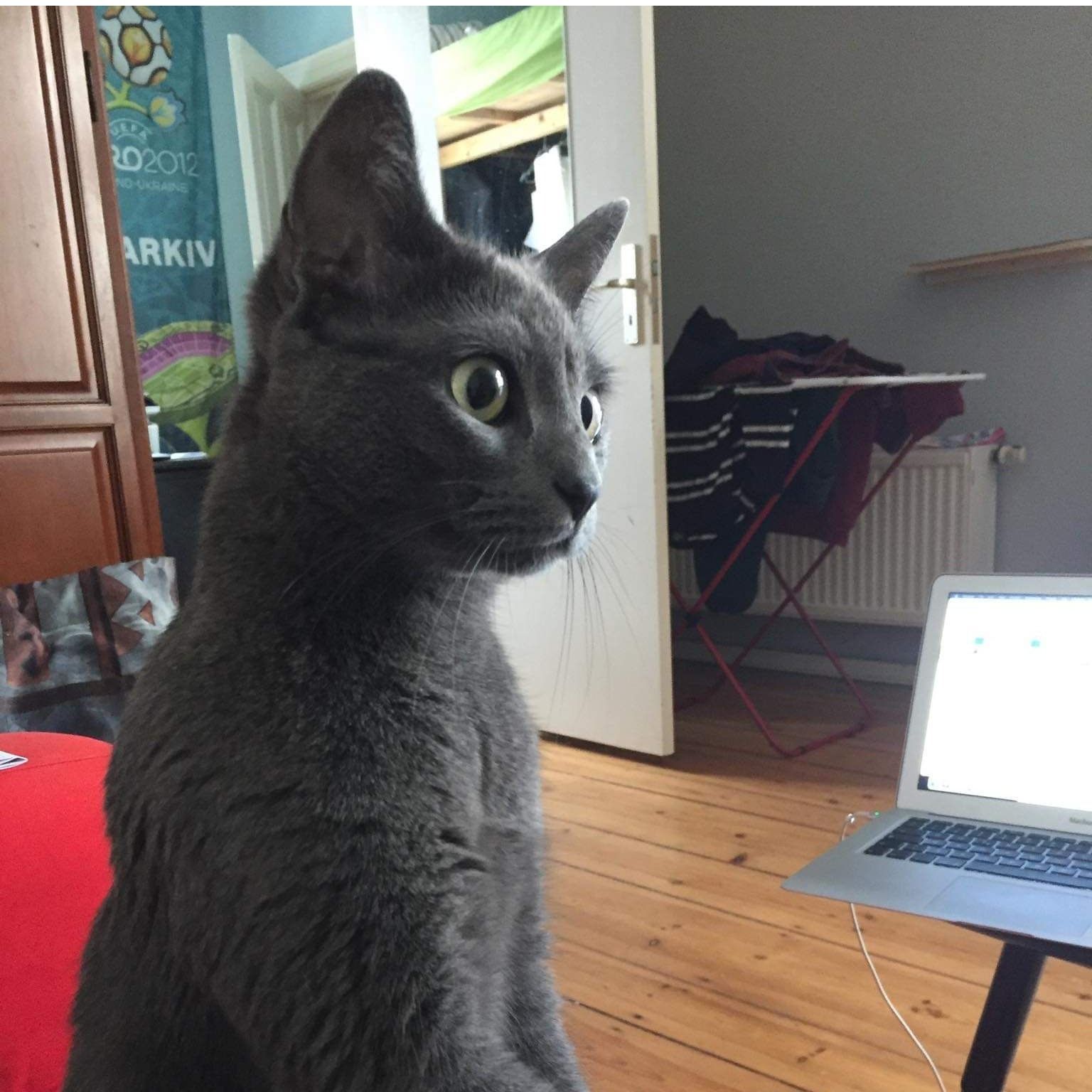 Portrait of Luna, the cat