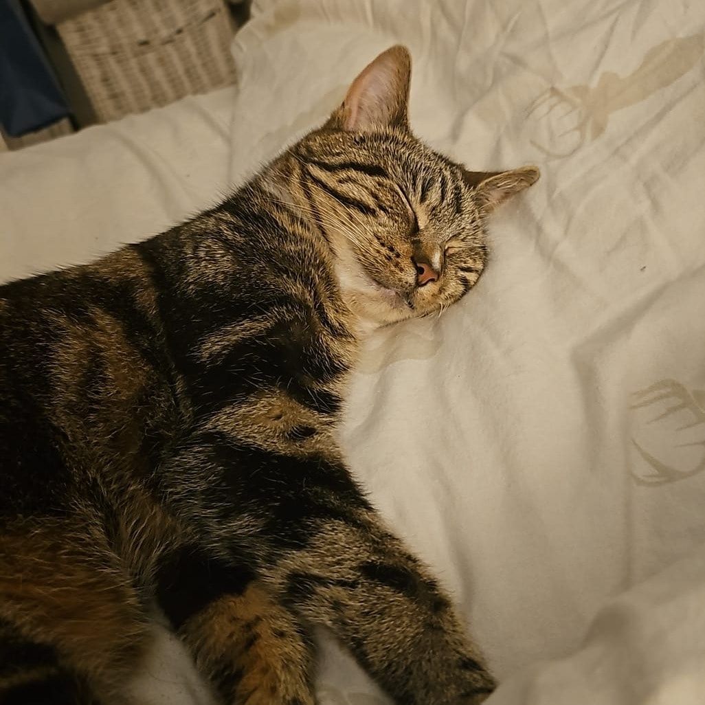 Portrait of Vixey, the cat