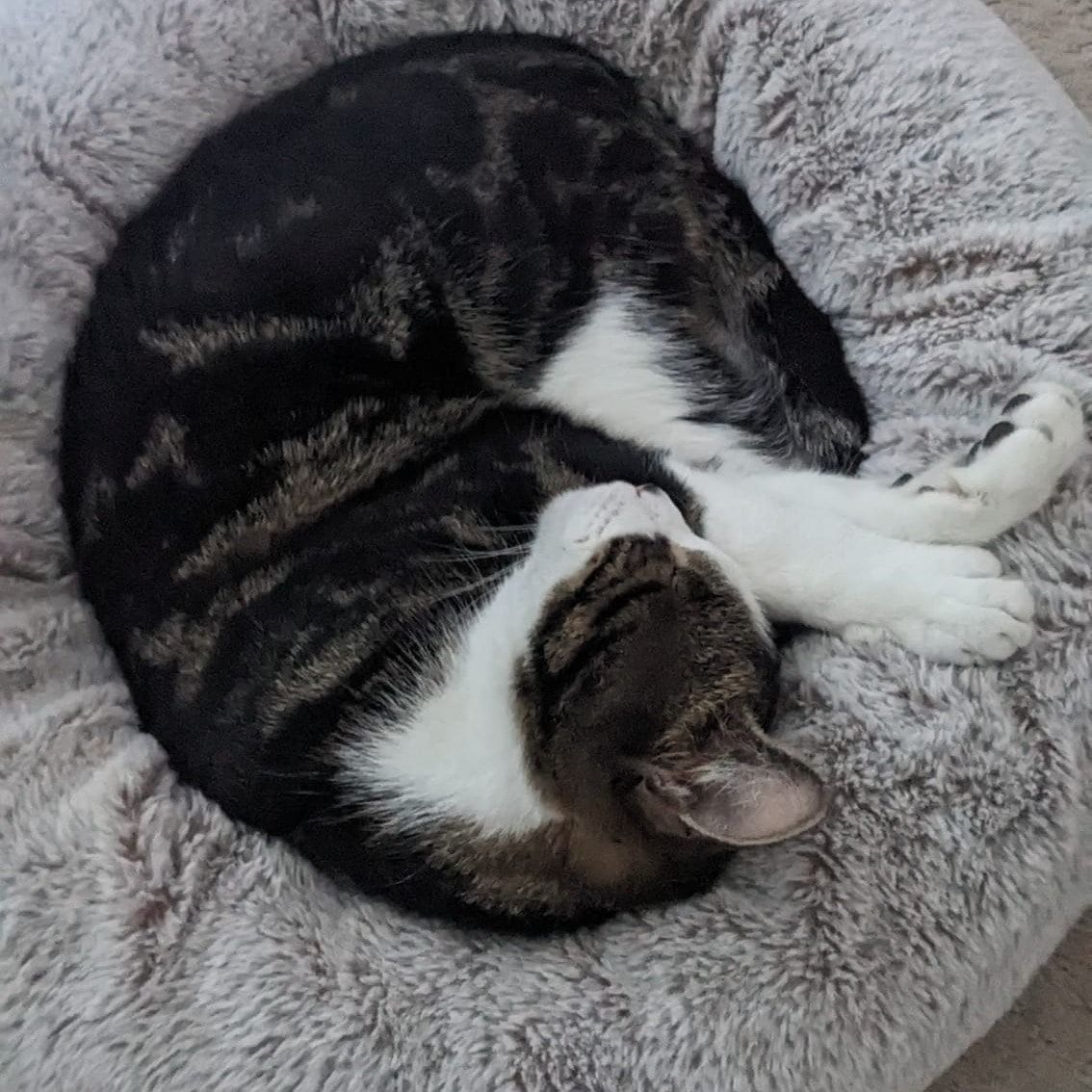Portrait of Todd , the cat