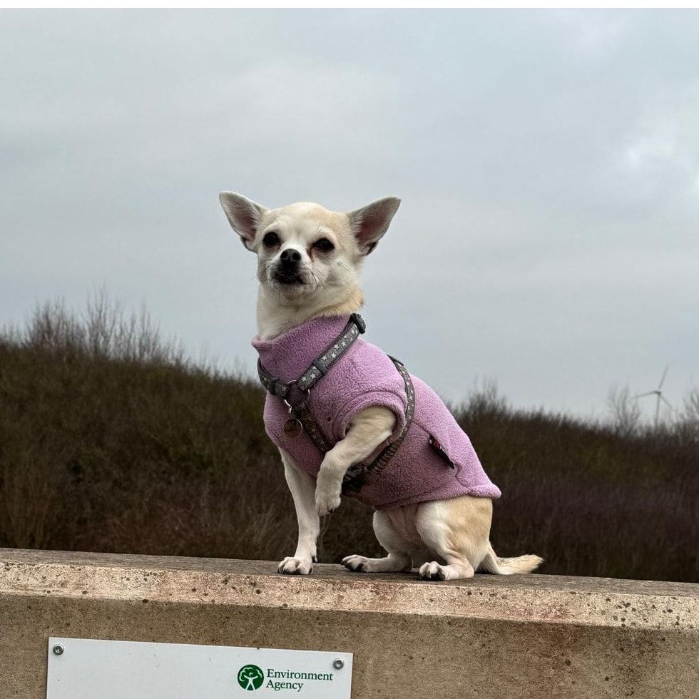Portrait of Maya, the dog