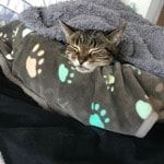 Portrait of Tally, the cat