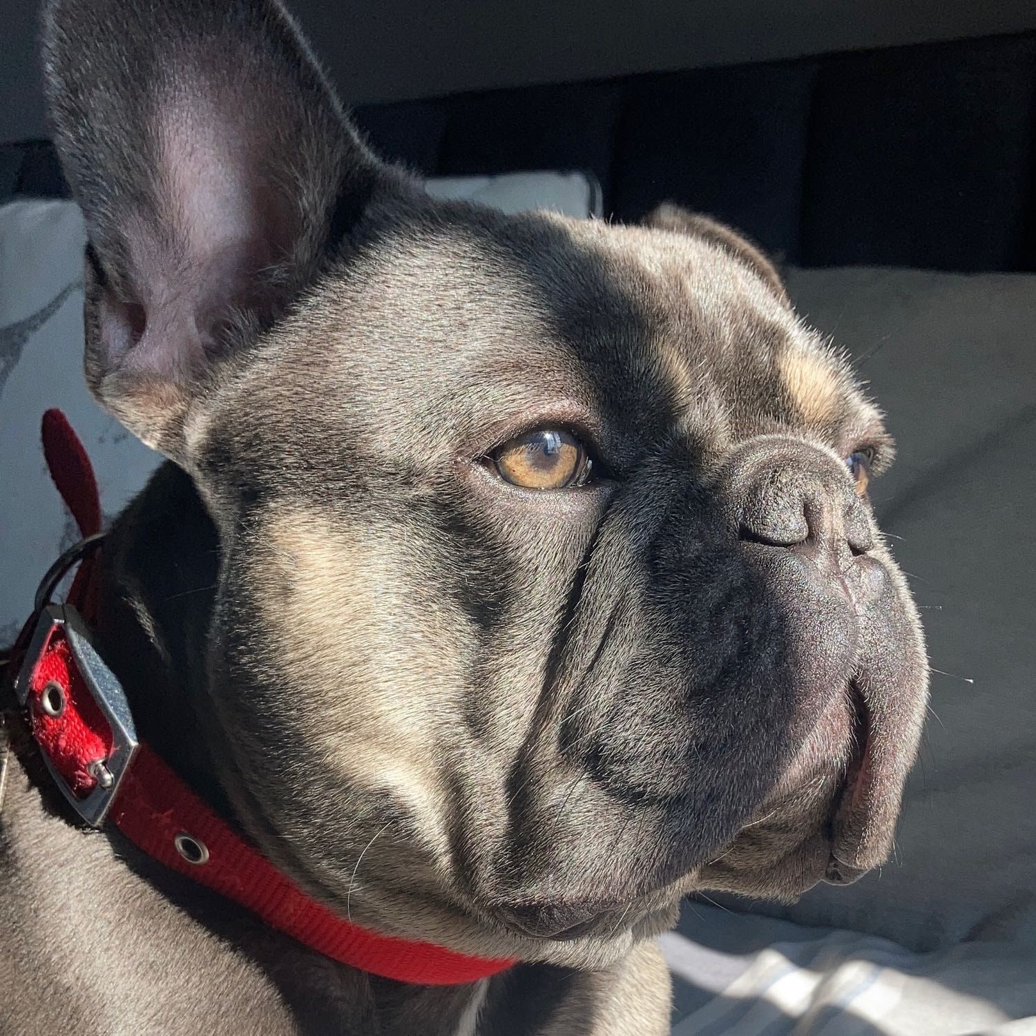 Portrait of Frank, the dog