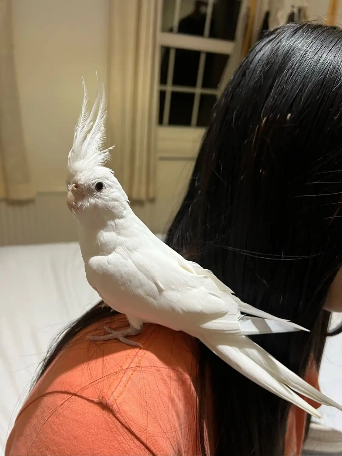image-12