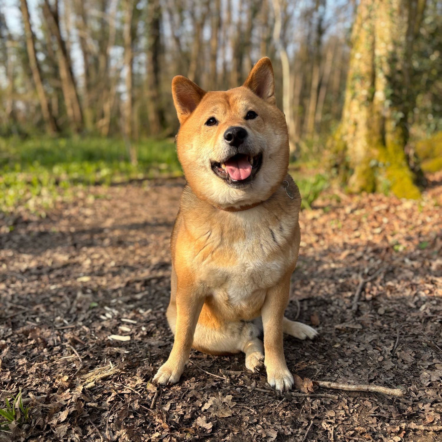 Portrait de Seiko, la dog