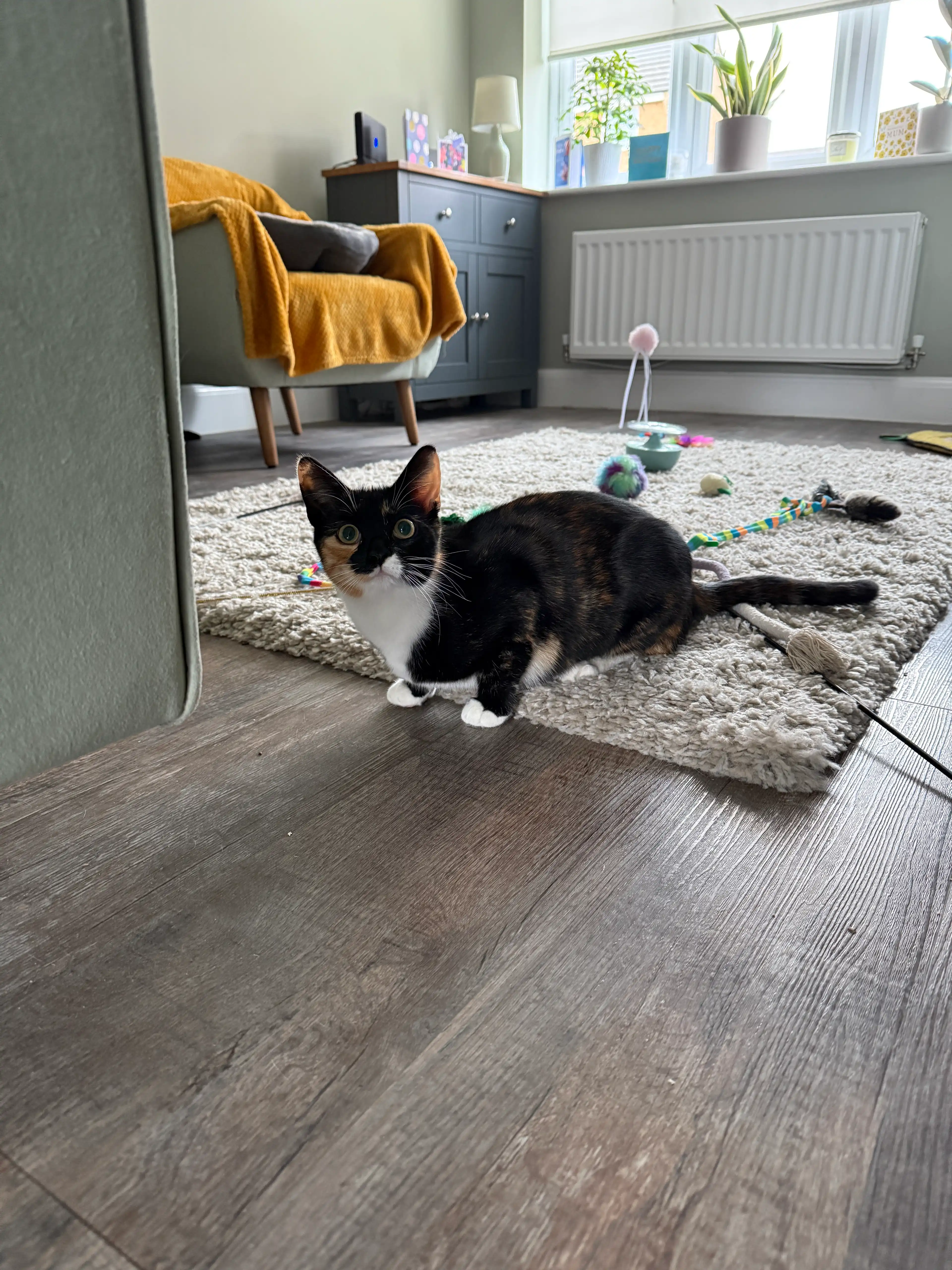 image-19