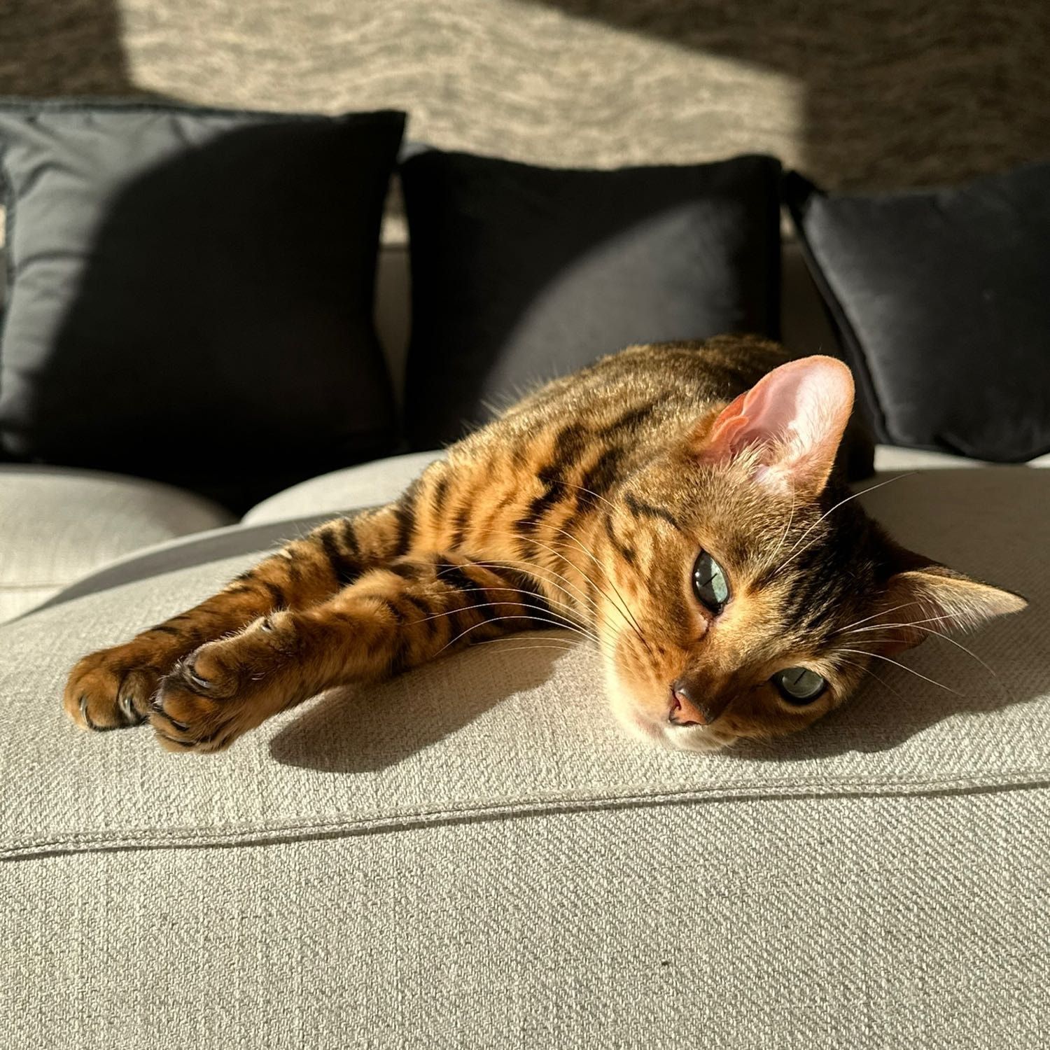 Portrait of Scramble, the cat