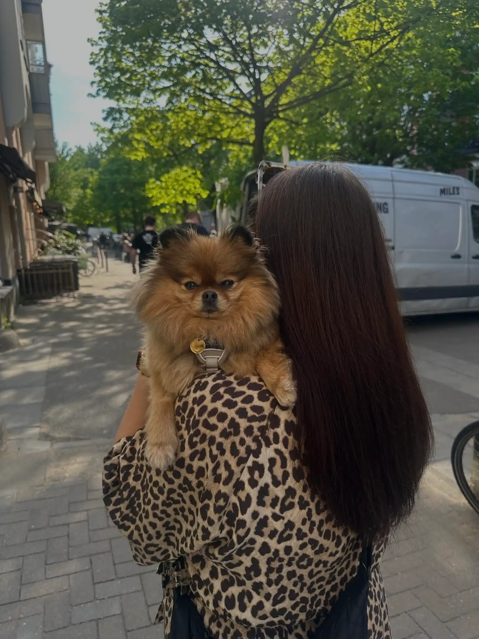 image-7