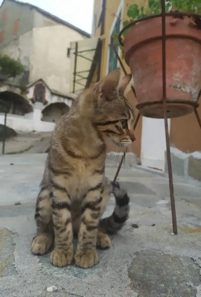 image-7