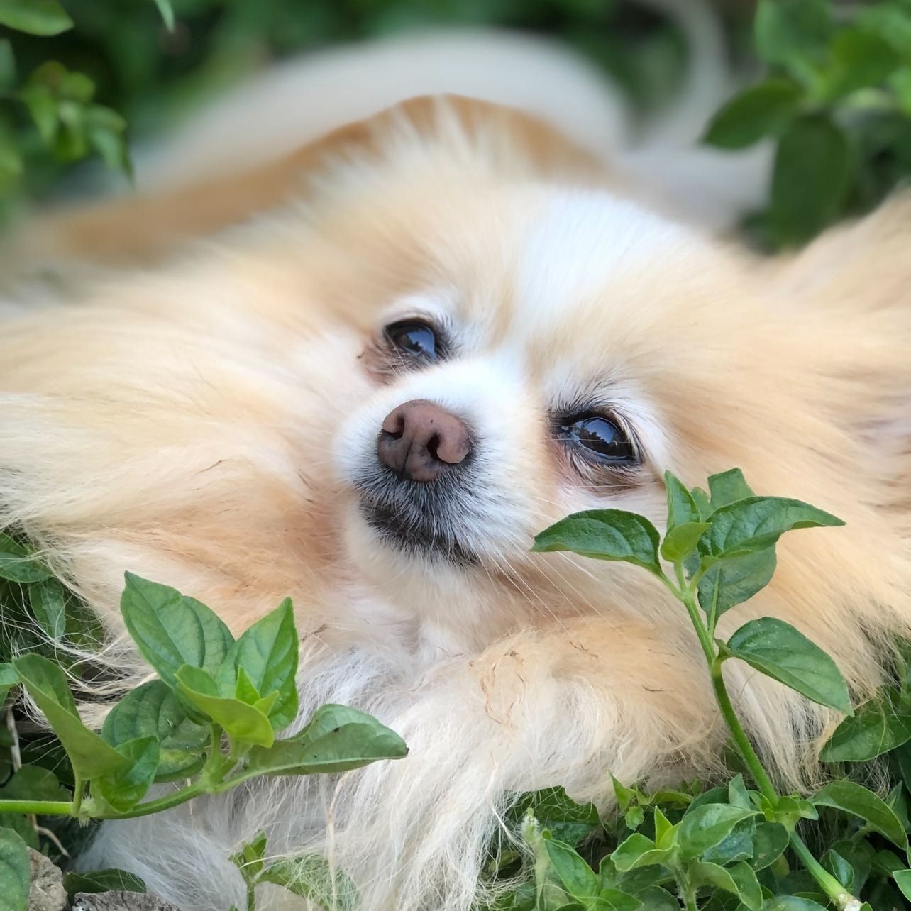 Portretfoto van Bambi, de dog
