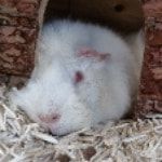 Portrait de Boo, la guineaPig