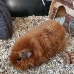 Portrait de Kénia, la guineaPig
