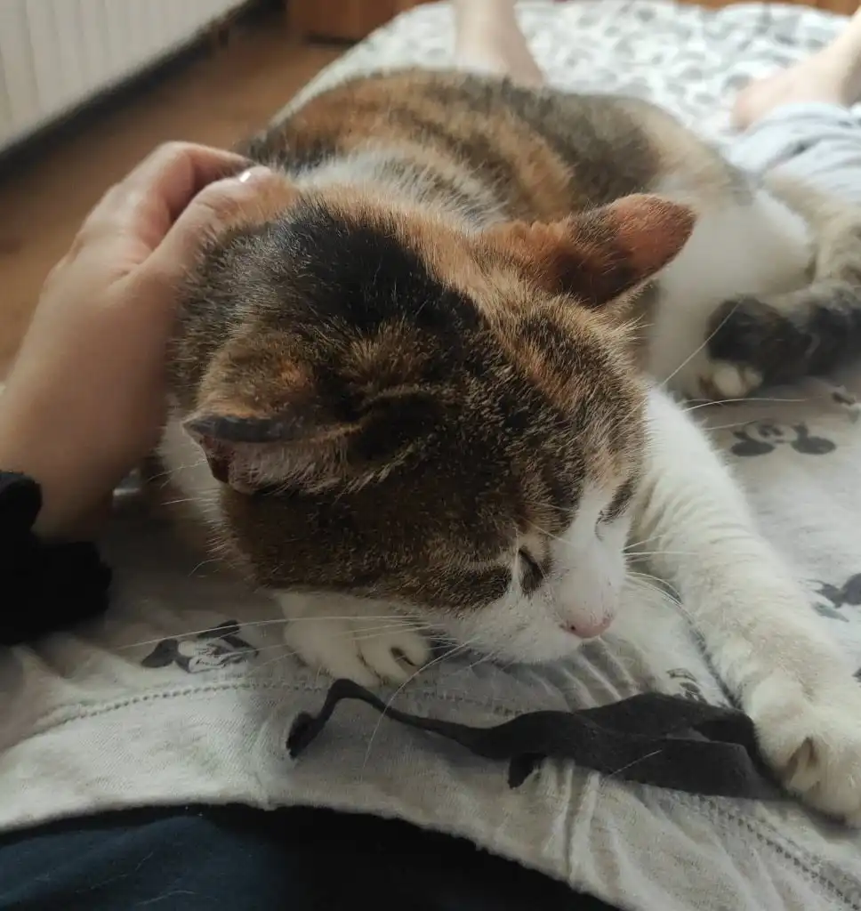 image-6