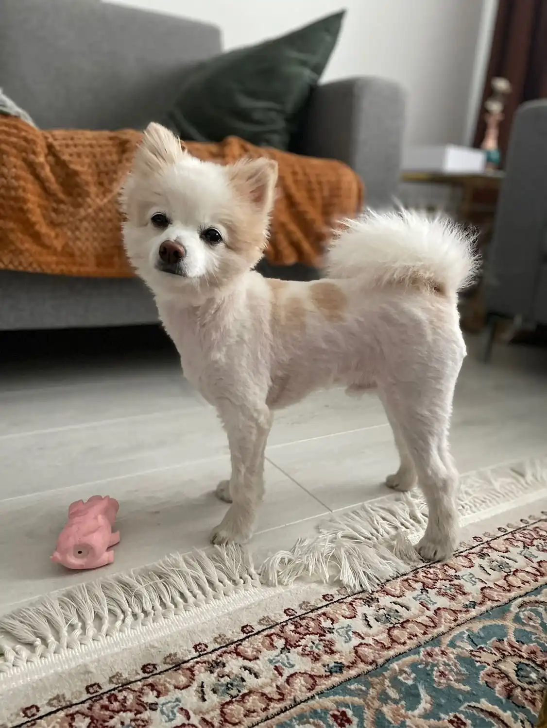 image-9