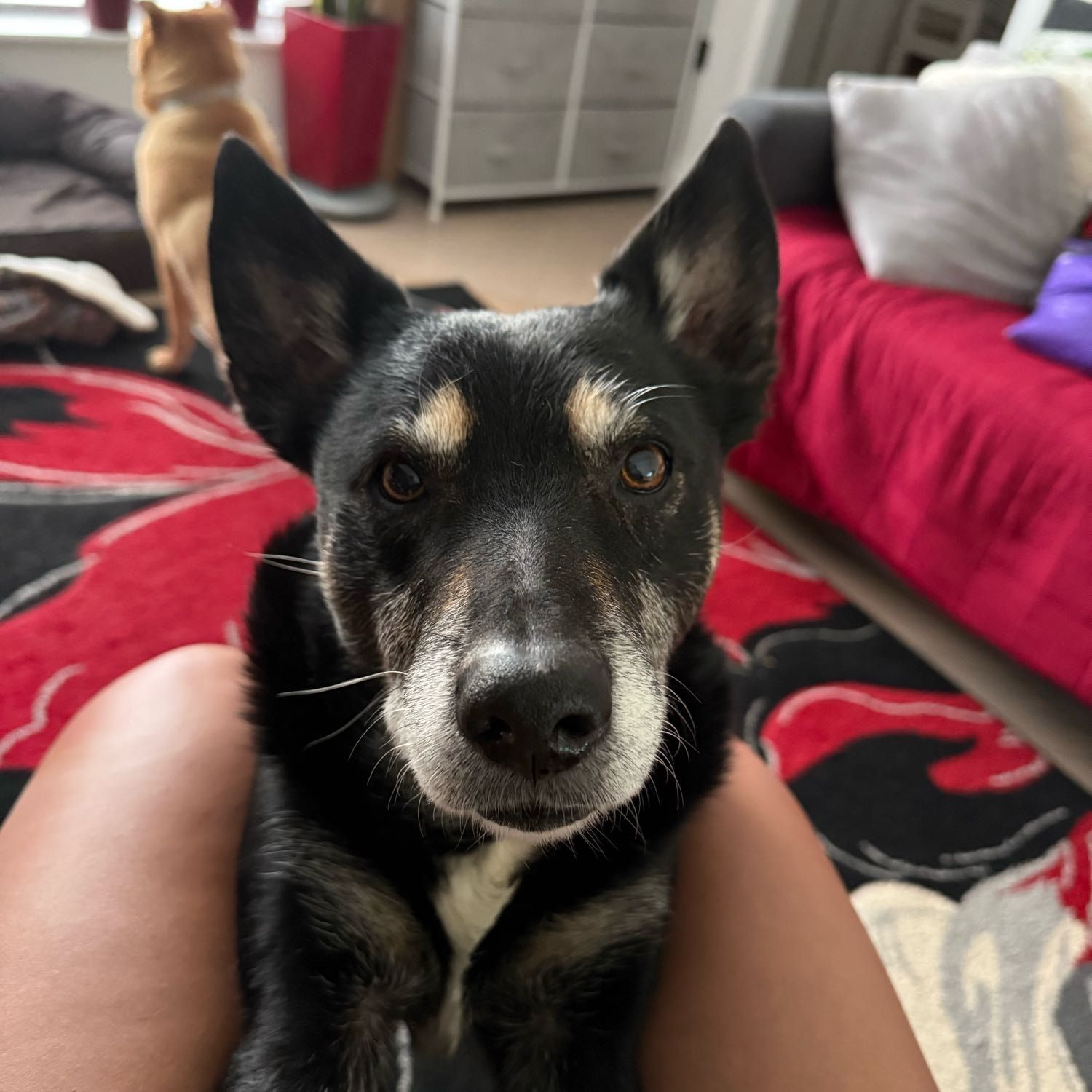 Portrait of Ben, the dog