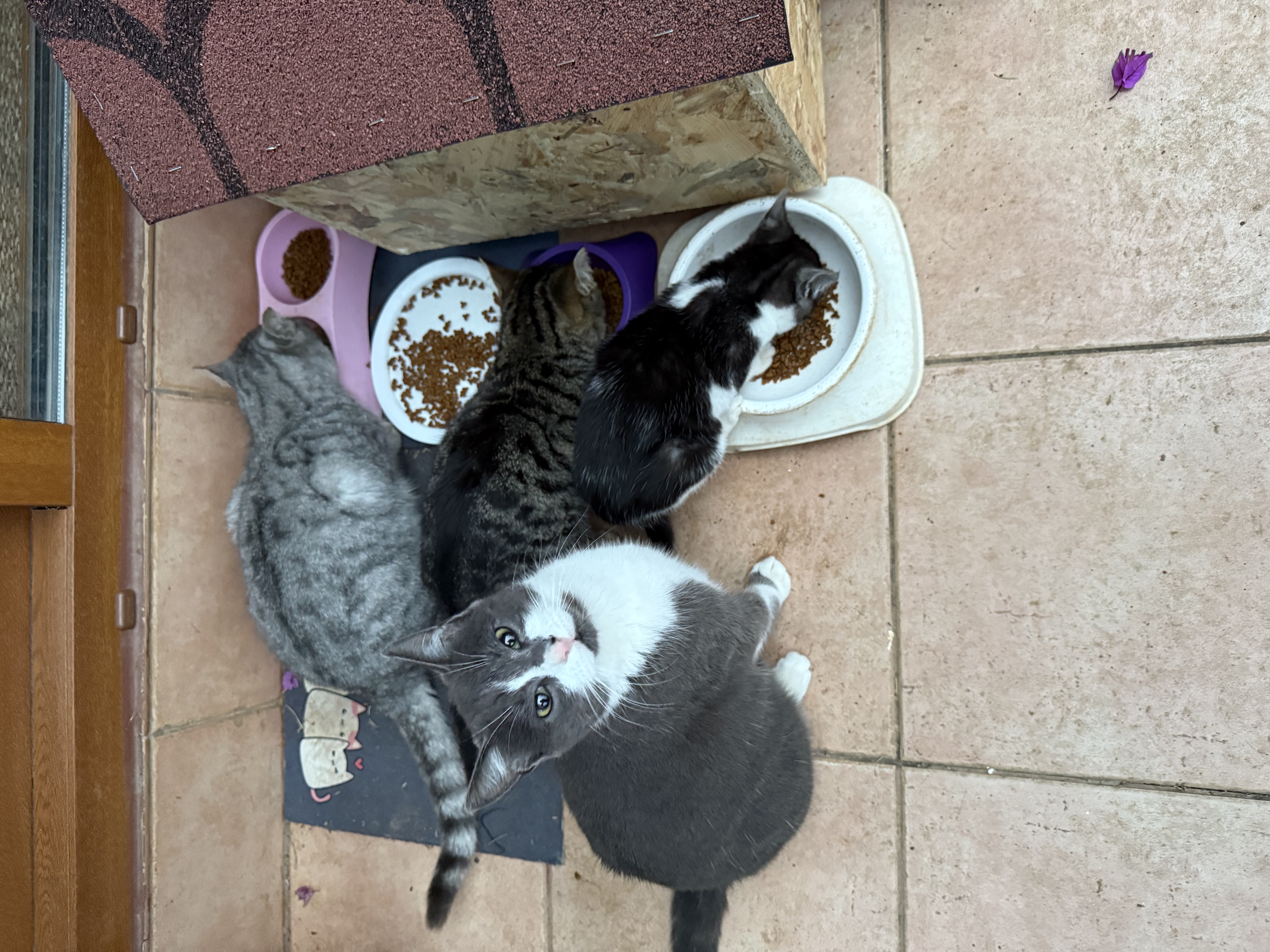 image-4