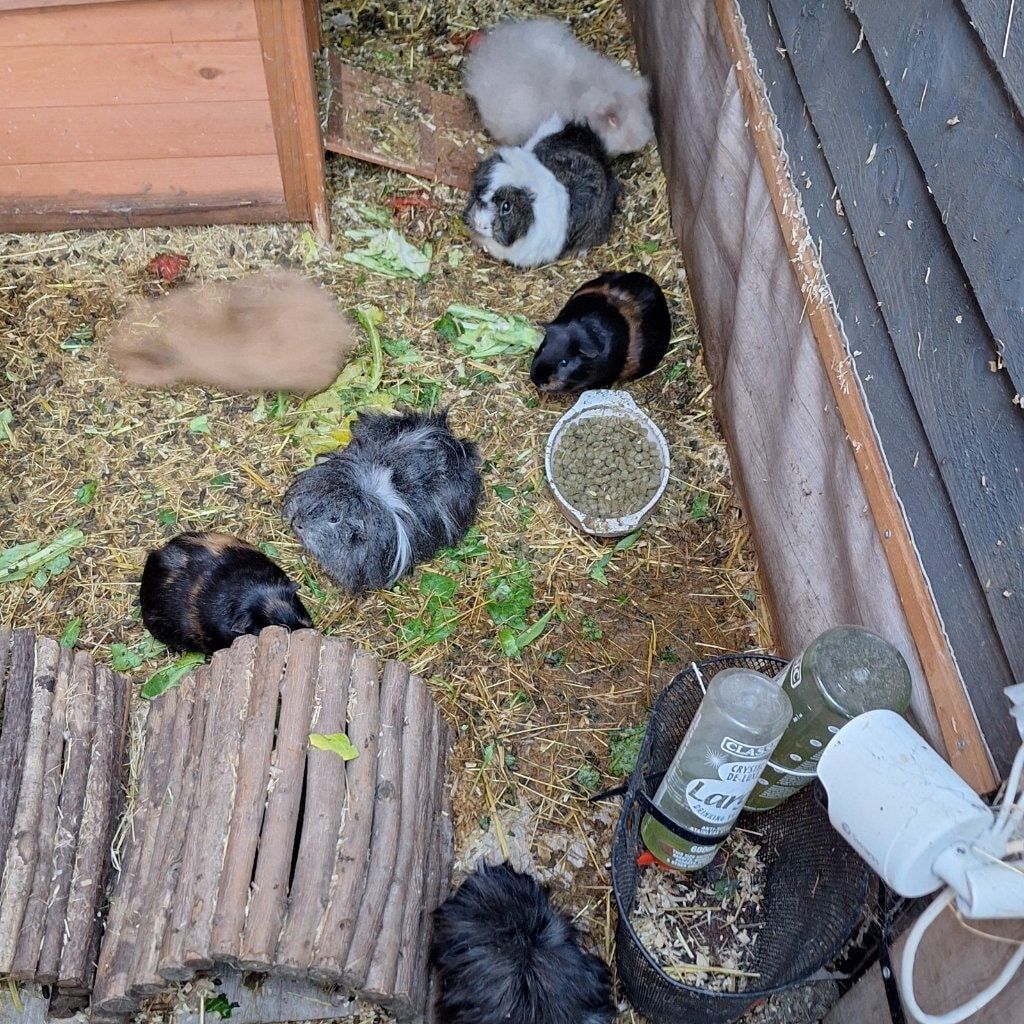 Portrait of Sonia elvis claire liz anne brenda and sue, the guineaPig