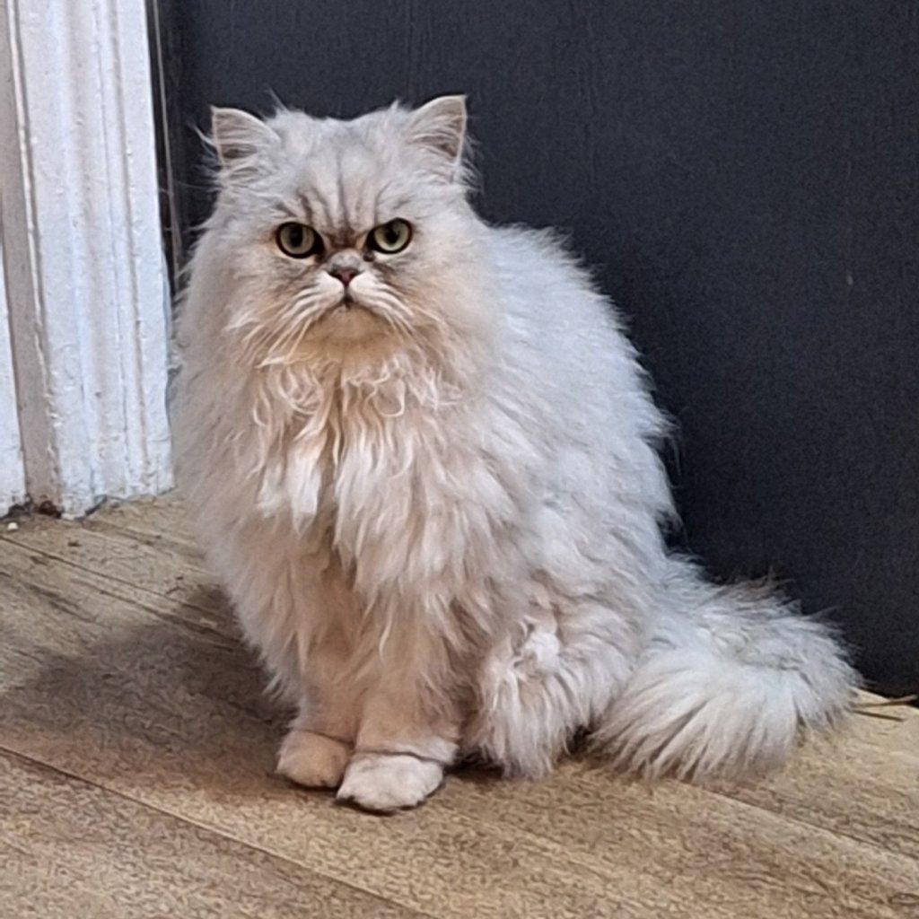 Portrait of Polly, the cat