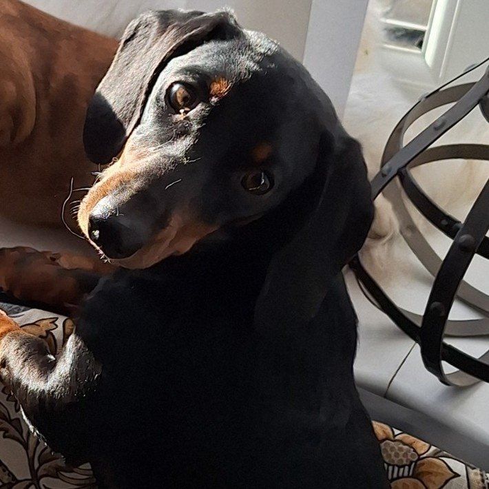 Portrait of Bean, the dog