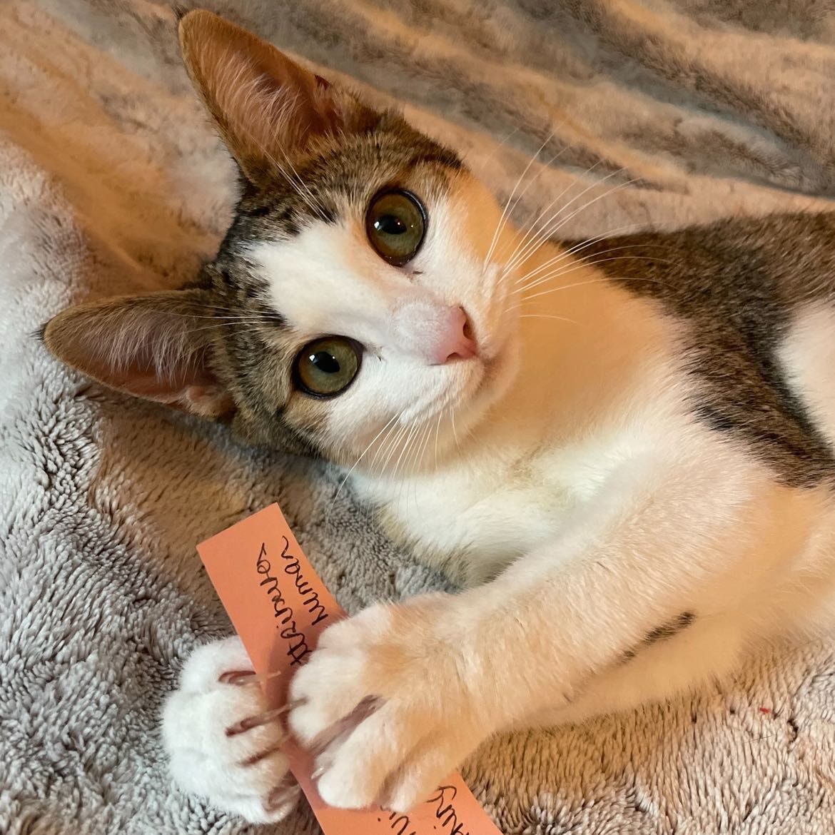 Portrait of Zoya, the cat