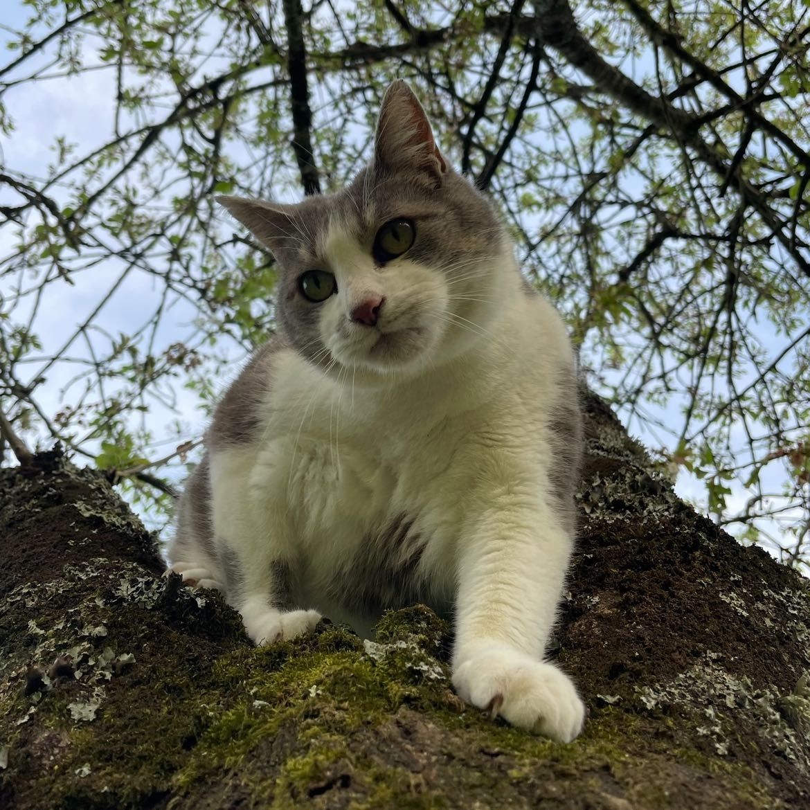 Portrait of Rose, the cat