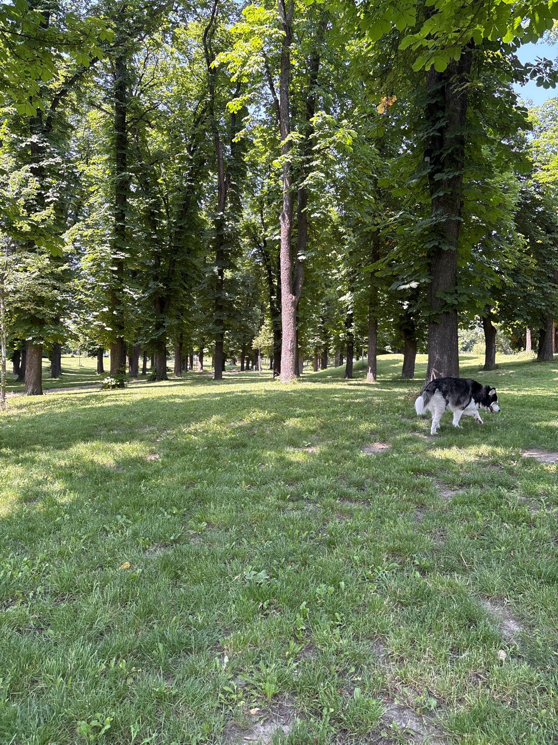image-4