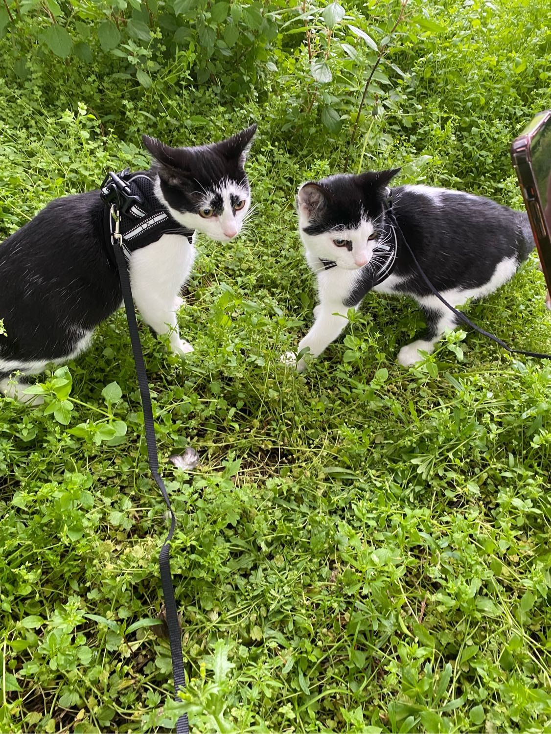 image-6