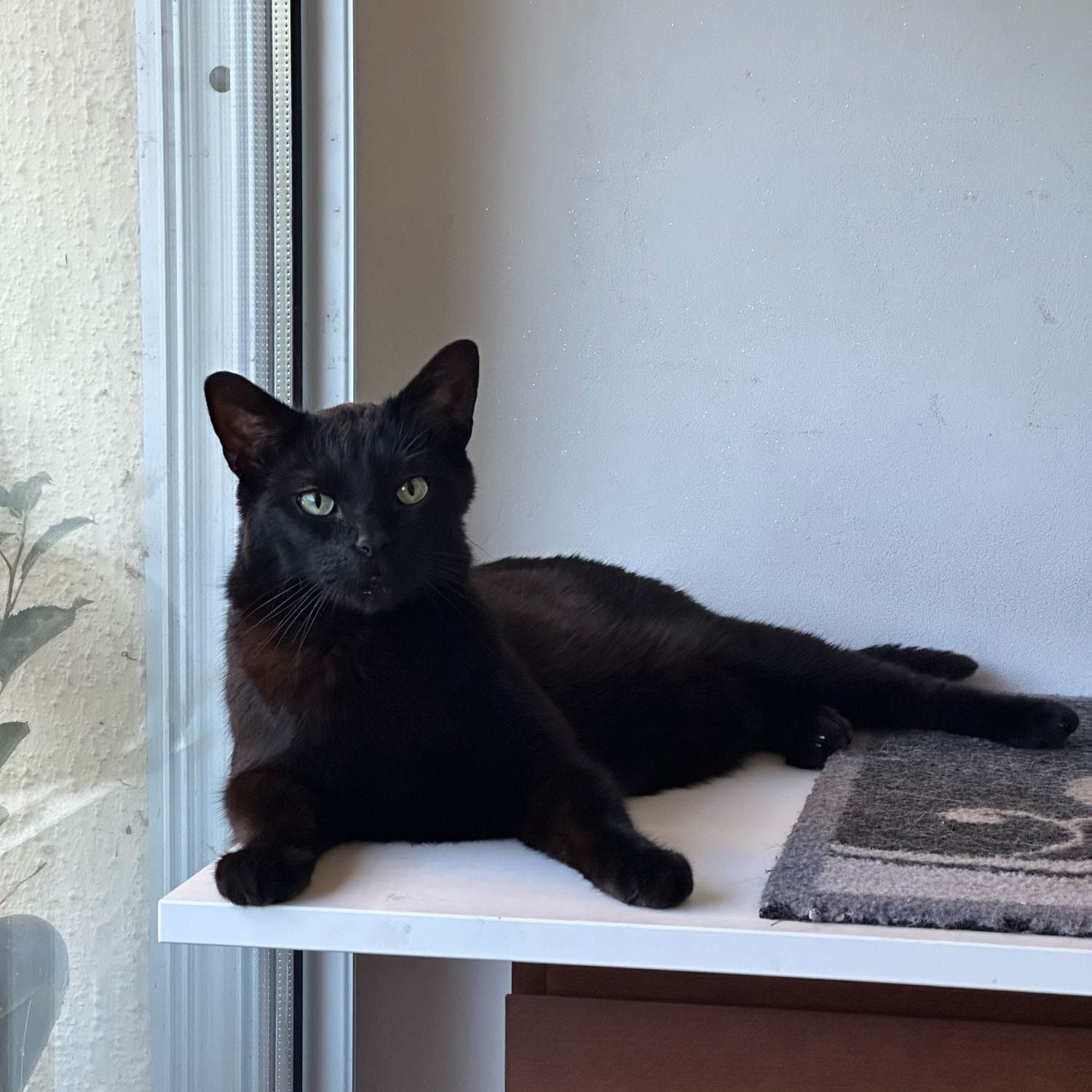 Portrait de Molko, la cat