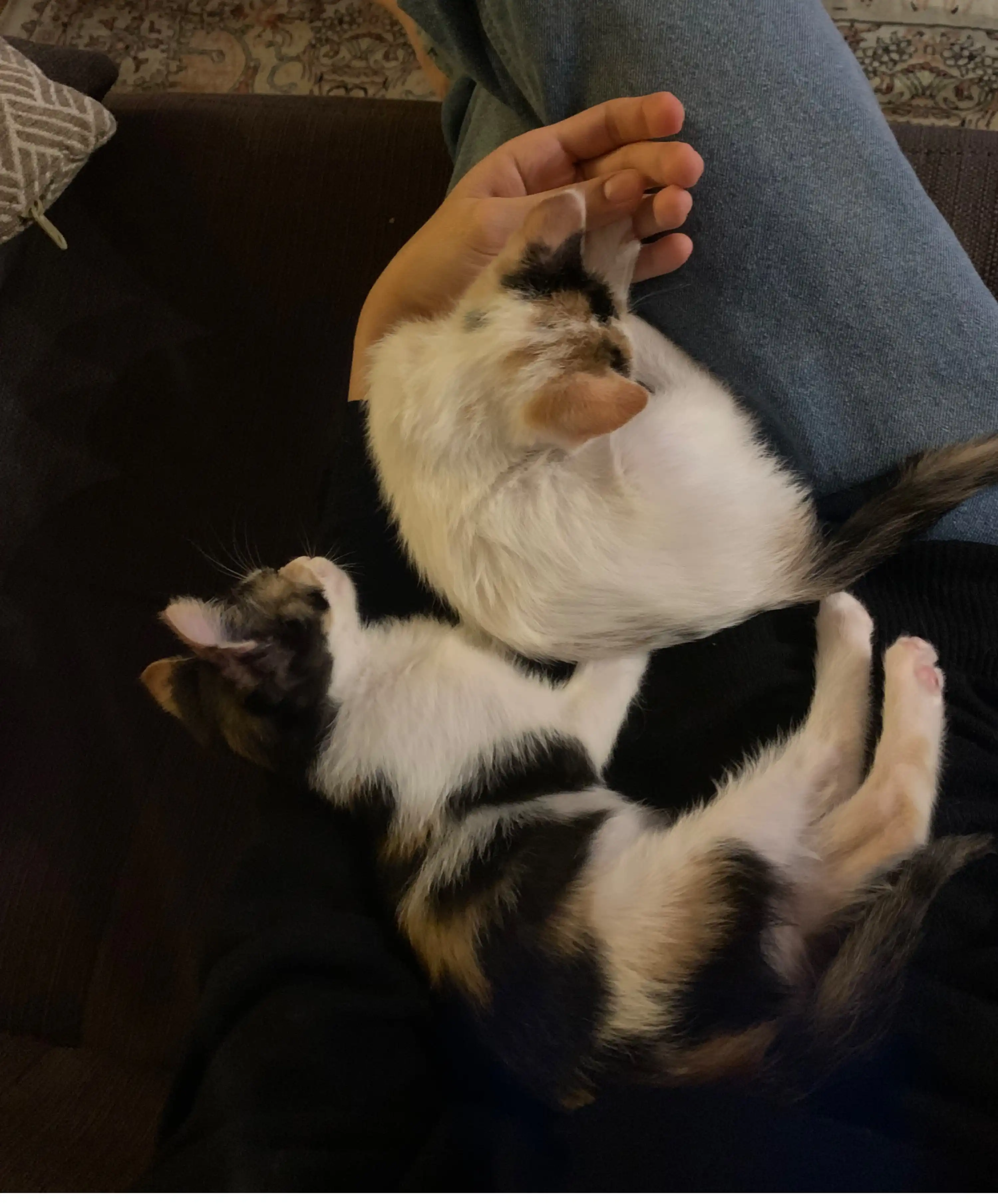 image-10