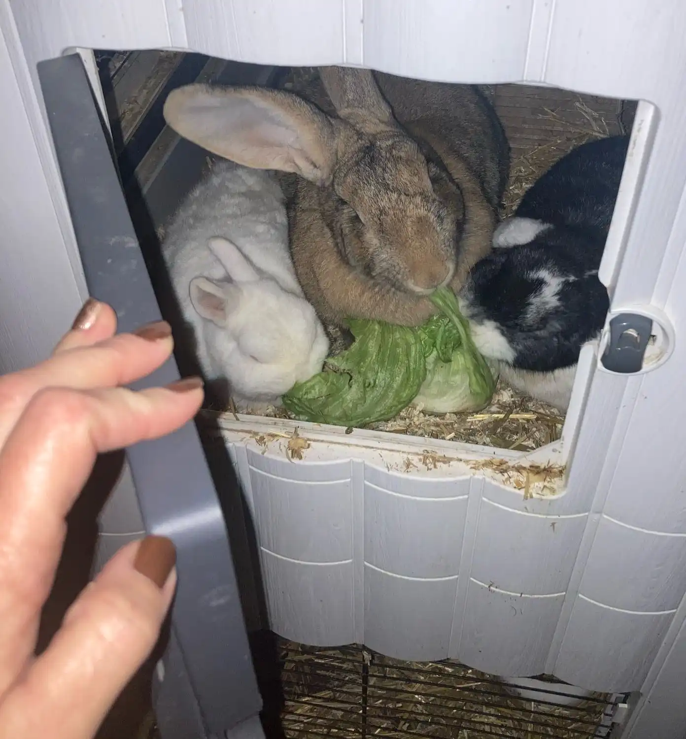 image-8