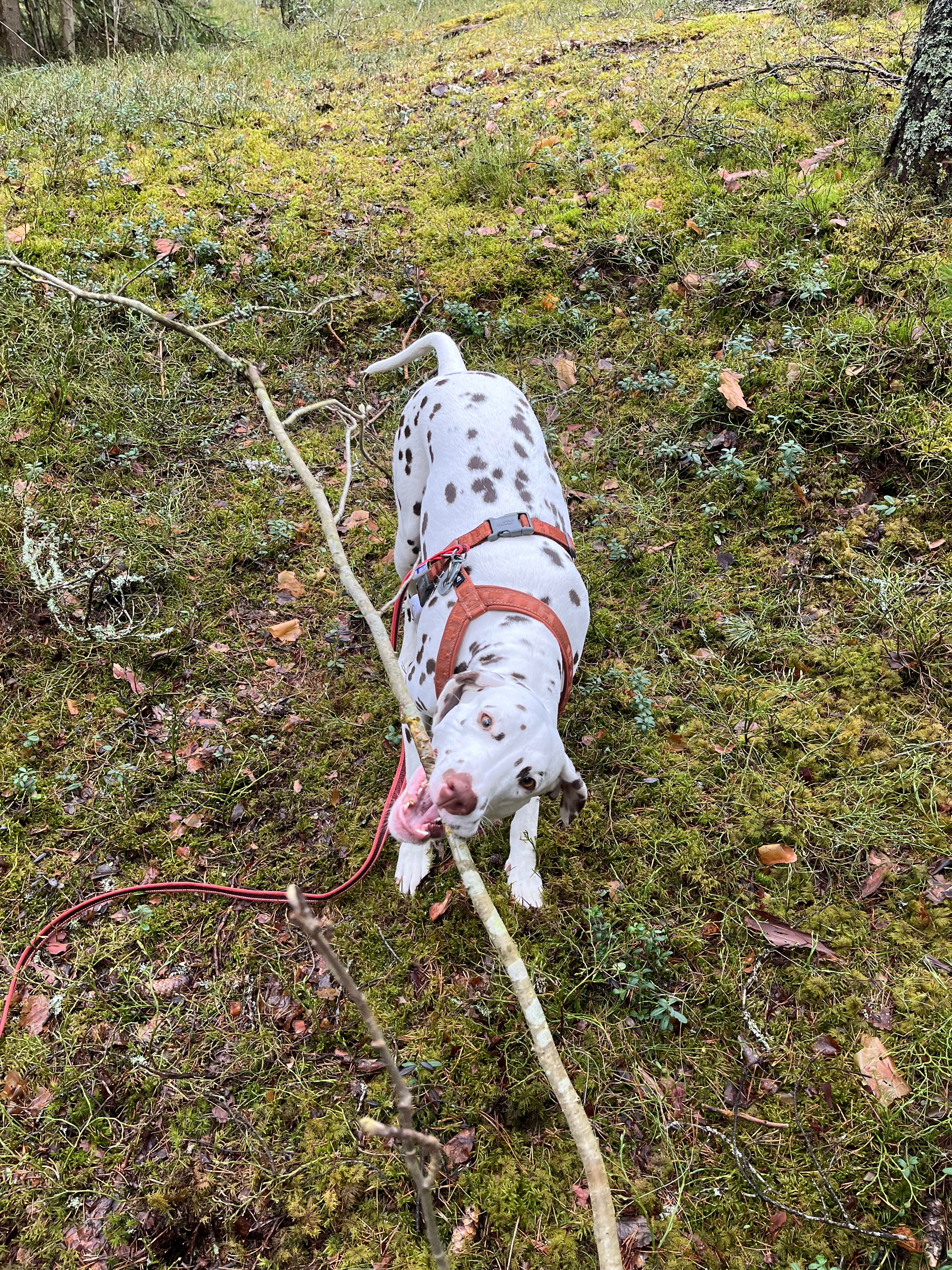 image-4