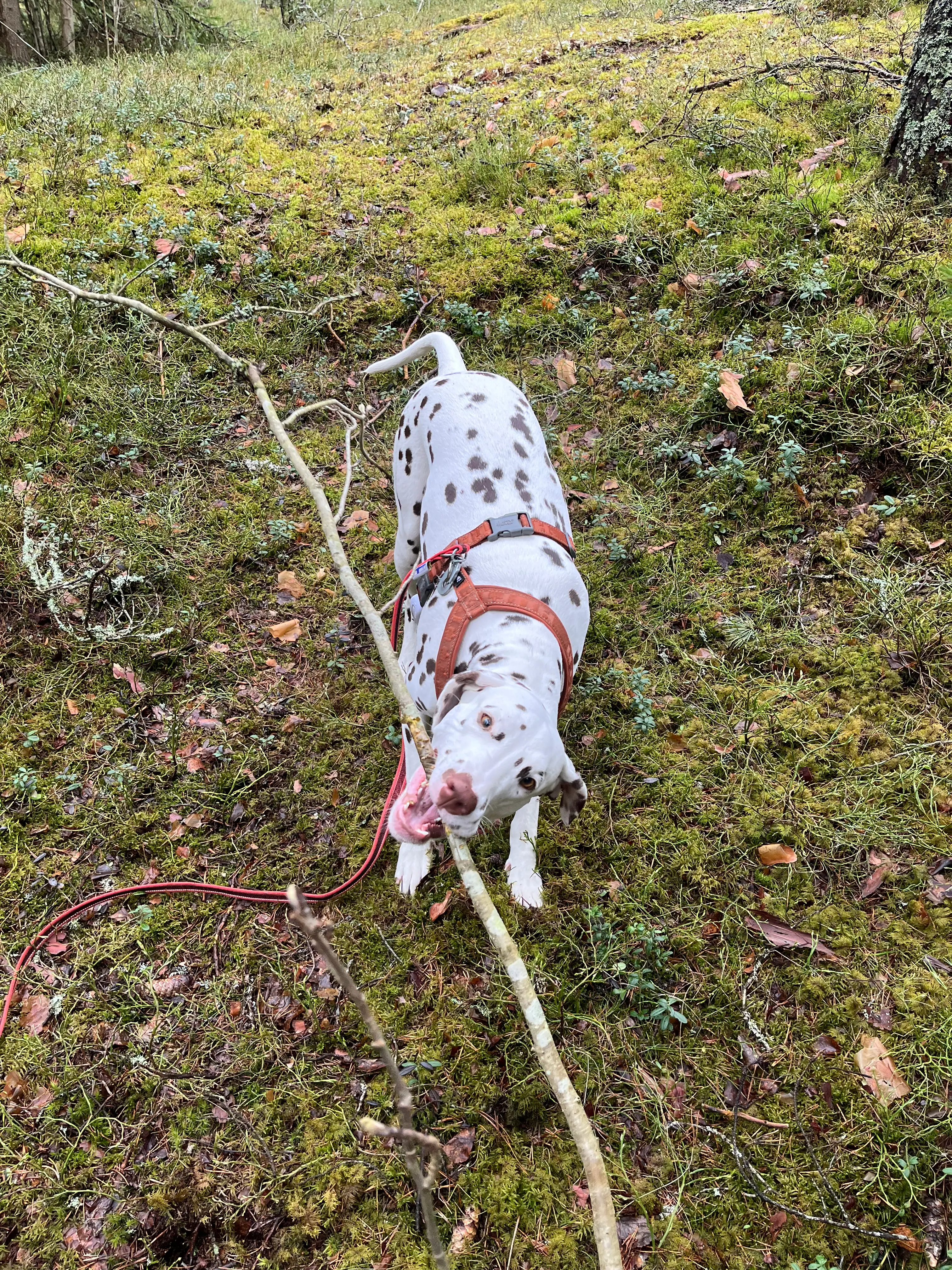 image-4